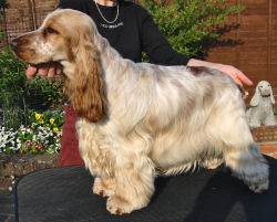 lemon roan show cocker spaniel