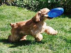 pup with frisbee