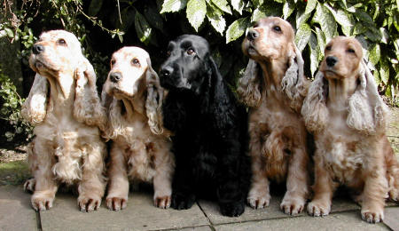 Family Group of Cockers