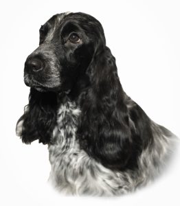Colours - Cocker Spaniel Breed Council
