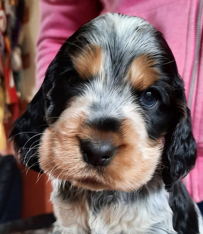 Blue Roan & Tan Cocker Puppy