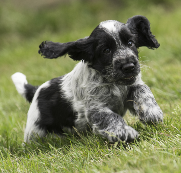 Blue Roan Cocker Spaniel Puppy