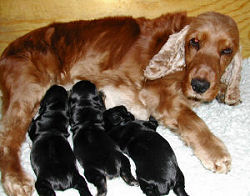 Cocker Spaniel Mum with pups
